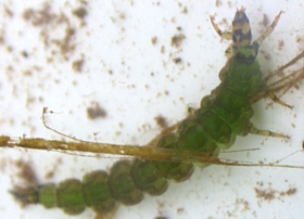 Free-living caddisfly larva