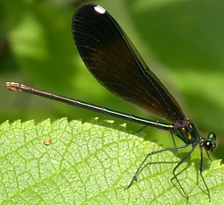 Broad-winged Damselfly