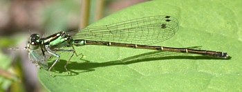 Narrow-winged damselfly with prey