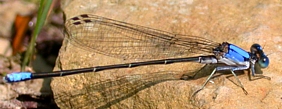 Narrow-winged damselfly