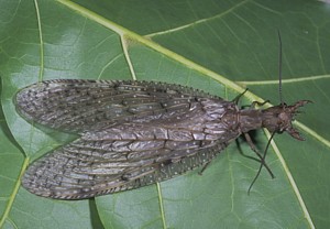 Female Eastern Dobsonfly