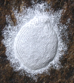 Dobsonfly eggs attahed to a rock
