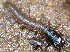Fishfly Larva