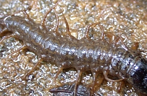 Close-up of filaments on fishfly larva abdomen