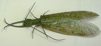 Male Eastern Dobsonfly