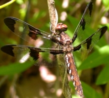 Female Whitetail Skimmer
