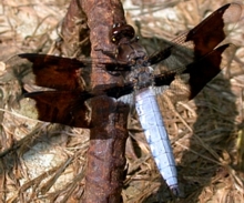 Male Whitetail Skimmer