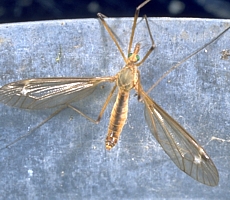 Tipula sp., male