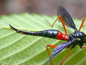 Female crane fly, Ctenophora sp.