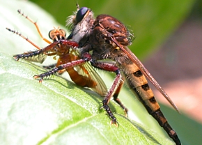 Bearded Robber Fly feeding on a "Hanging Thief" Robber Fly