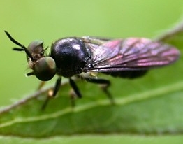 Small robber fly, Cerotainia genus