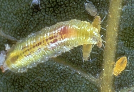 Predatory flower fly larva feeding on aphids.