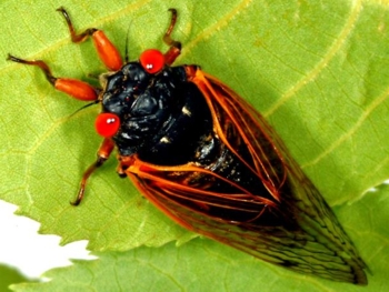 Adult Cicada 55