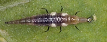 Brown Lacewing Larva