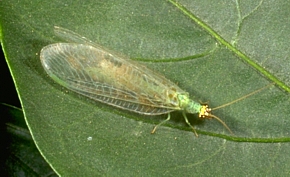 Green lacewing adult in the Chrysoperla genus