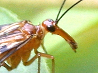Long rostrum of a scorpionfly
