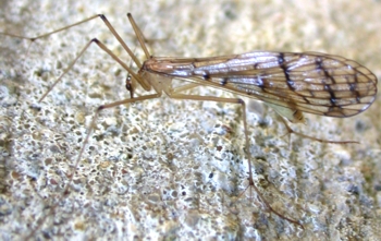 Hangingfly, Bittacus sp.