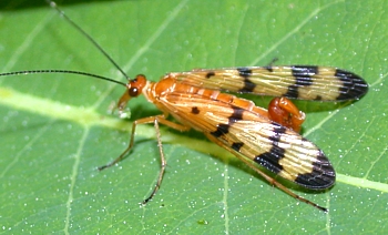 Male Scoprionfly, Panorpa sp.