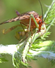 Scorpionfly feeding on a juvenile 