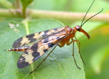 Female Scorpionfly, Panorpa sp.