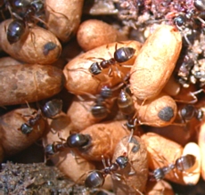 Worker ants tending pupae