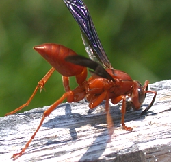 A paper wasp gathering wood for the nest
