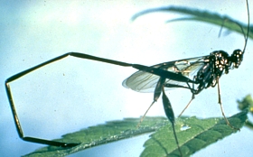Pelecinid Wasp