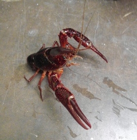 red swamp crayfish