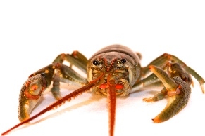 bottlebrush crayfish