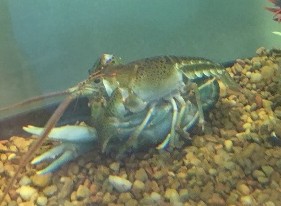 crayfish mating