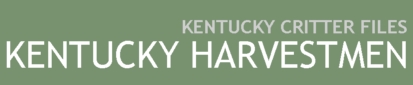 Kentucky Harvestmen
