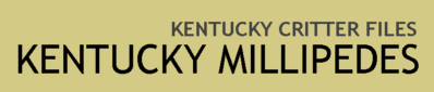 Kentucky Millipedes