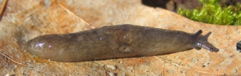 Marsh Slug, Deroceras laeve
