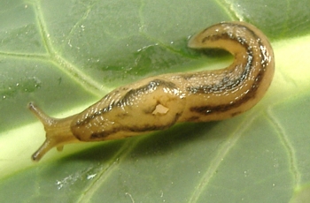 Three-banded Garden Slug, Lehmannia valentiana