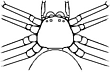 cephalothorax