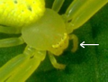 pedipalps