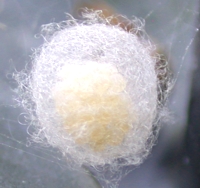 Cellar Spider Eggs