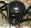 Black Widow Spider