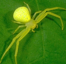 Typical crab spider. Note long 1st and 2nd legs.