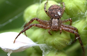 A crab spider in the Xysticus genus, guarding an eggsac (B. Newton, 2003)