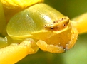 Crab Spider