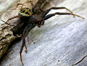 Crab spider, Coriarachne genus