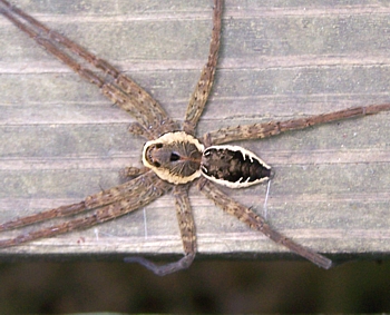 Fishing Spider, Dolomedes vittatus, male