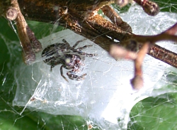 Female jumping spider guarding eggsac