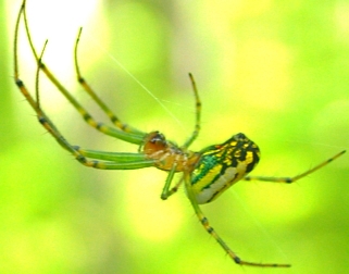 Orchard spider, Leucauge genus