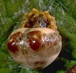 Bolas spider, Mastophora sp.