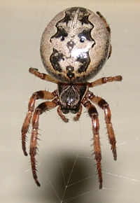 Furrow Spider