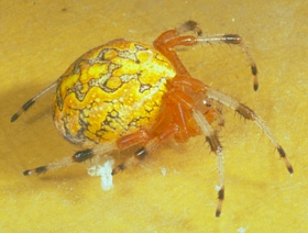 The Marbled Spider, Araneus marmoreus