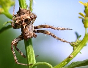 Star-Bellied Spider