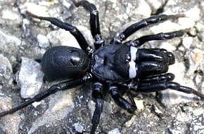Male purseweb spider in the Atypus genus.